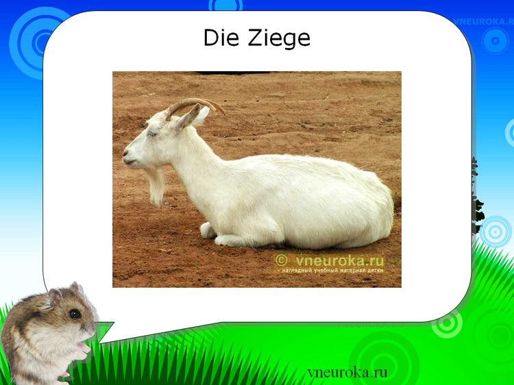 Презентация к уроку немецкого про домашних животных с тестом.