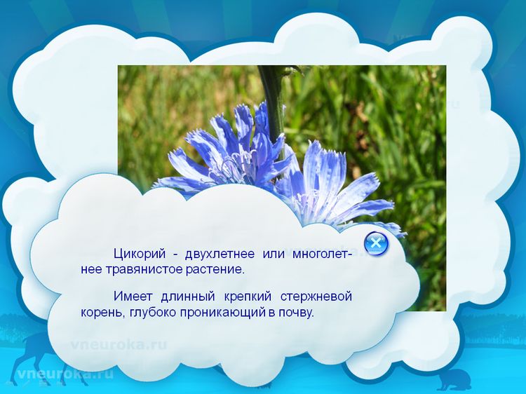 Распространённые травянистые растения Европы и России в презентации PowerPoint.