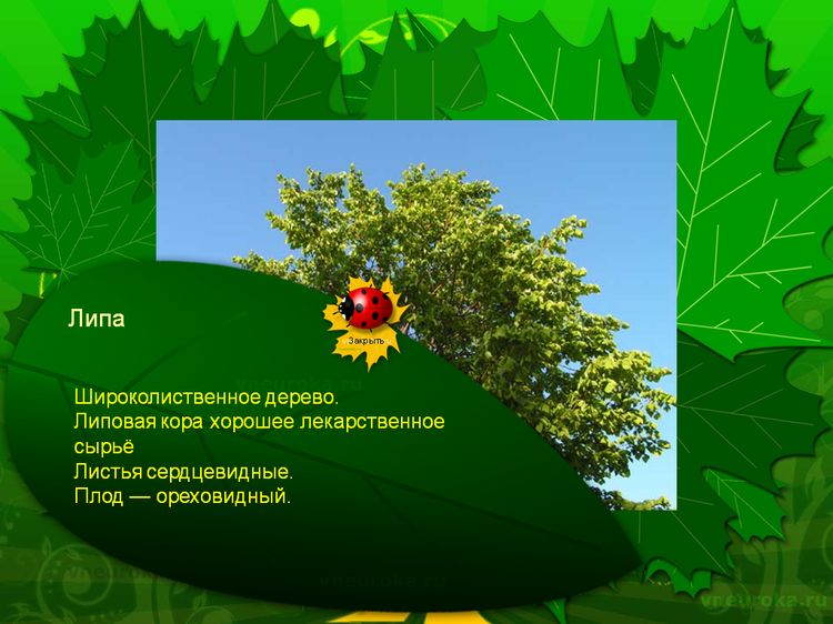 Презентация для детского сада и начальной школы о деревьях.