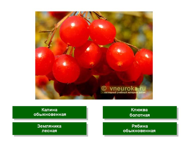 Тест по лекарственным растениям России с презентацией и фото.